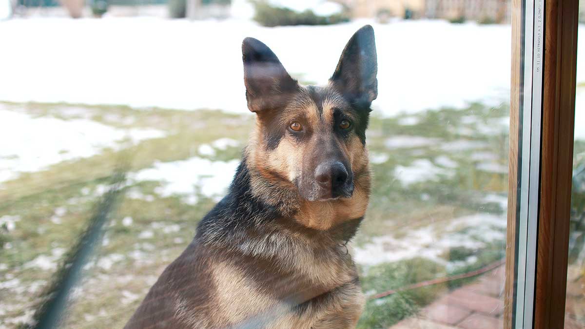 Девочку в Сочи загрызла овчарка, когда она хотела покормить щенков