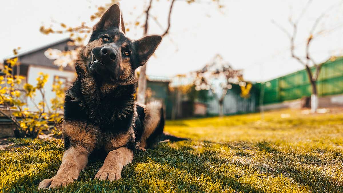 Хозяин убил и расчленил овчарку на глазах у детей на Сахалине