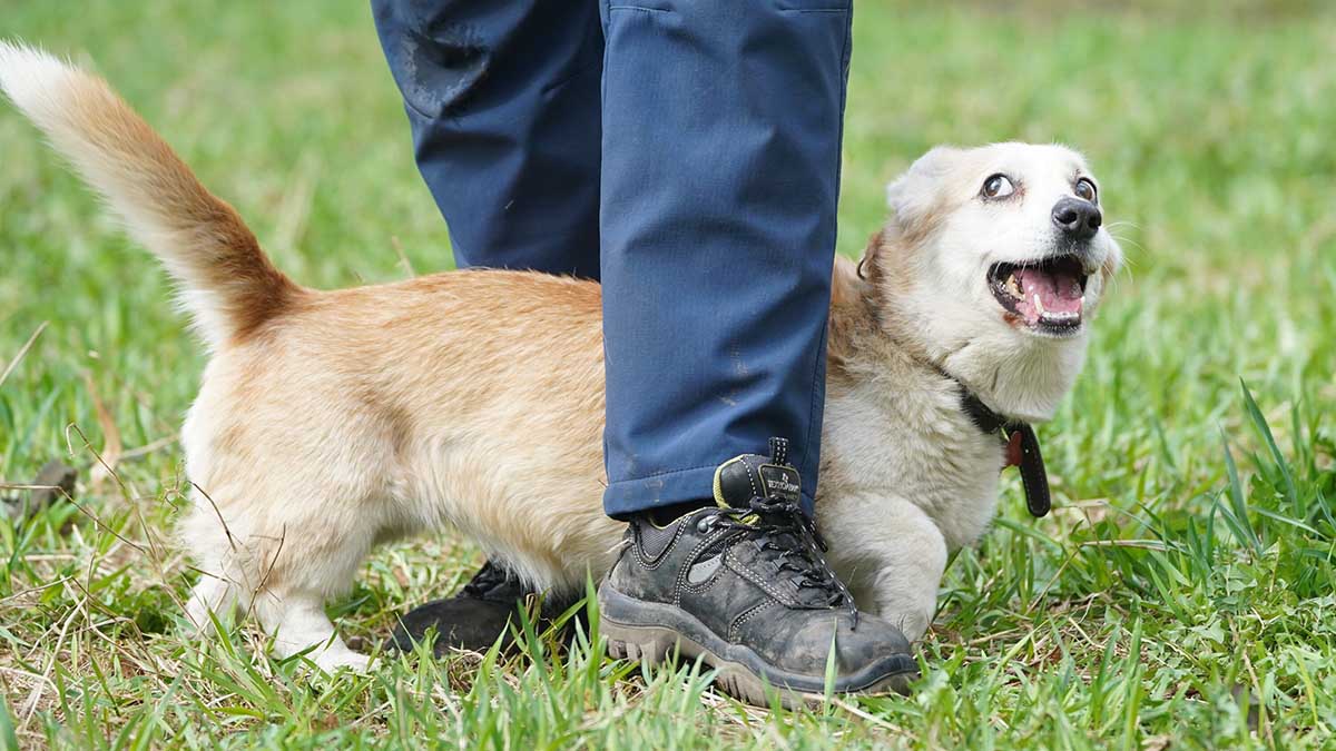 Ветеринар назвал самую модную породу собак в Москве