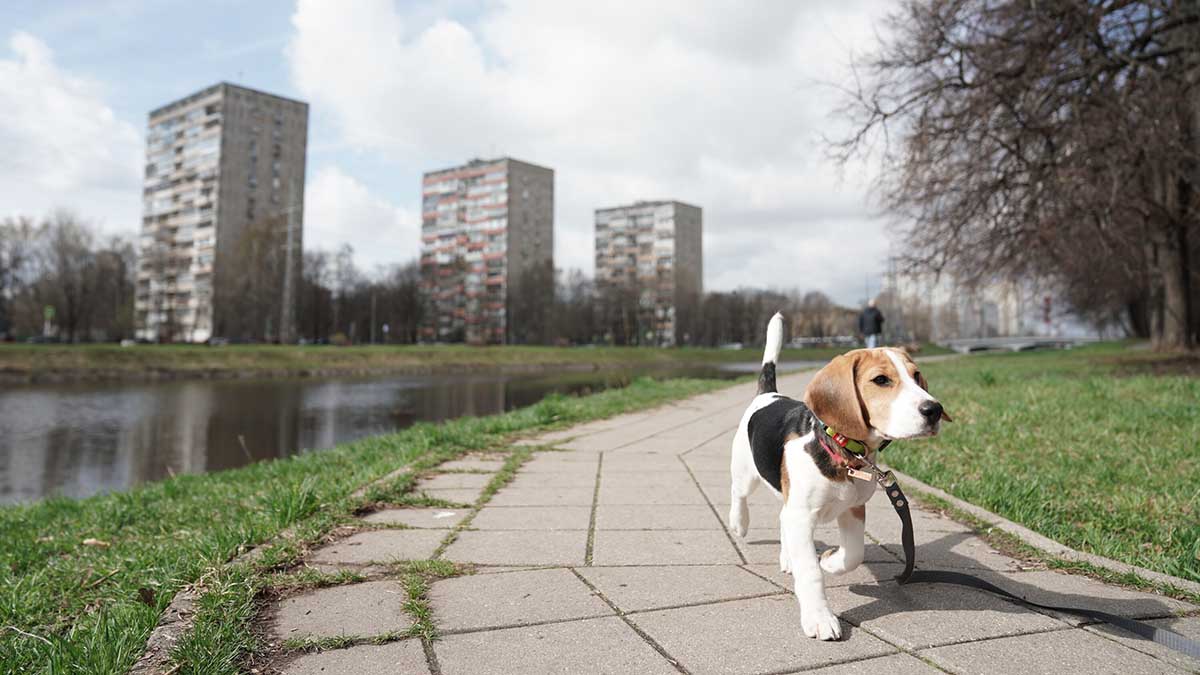 Глава РКФ рассказал об опасности крапивы и борщевика для собак