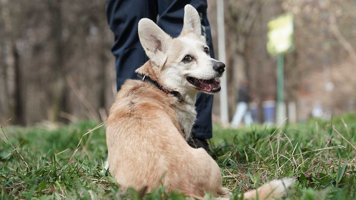 Столичные ветеринары спасли съевшего почти килограмм камней корги
