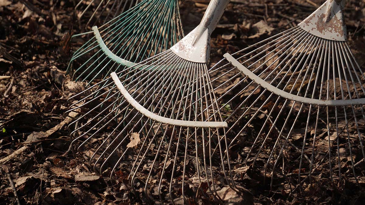 Студенты из Мьянмы приняли участие в субботнике вместе с «Петербургским дневником»