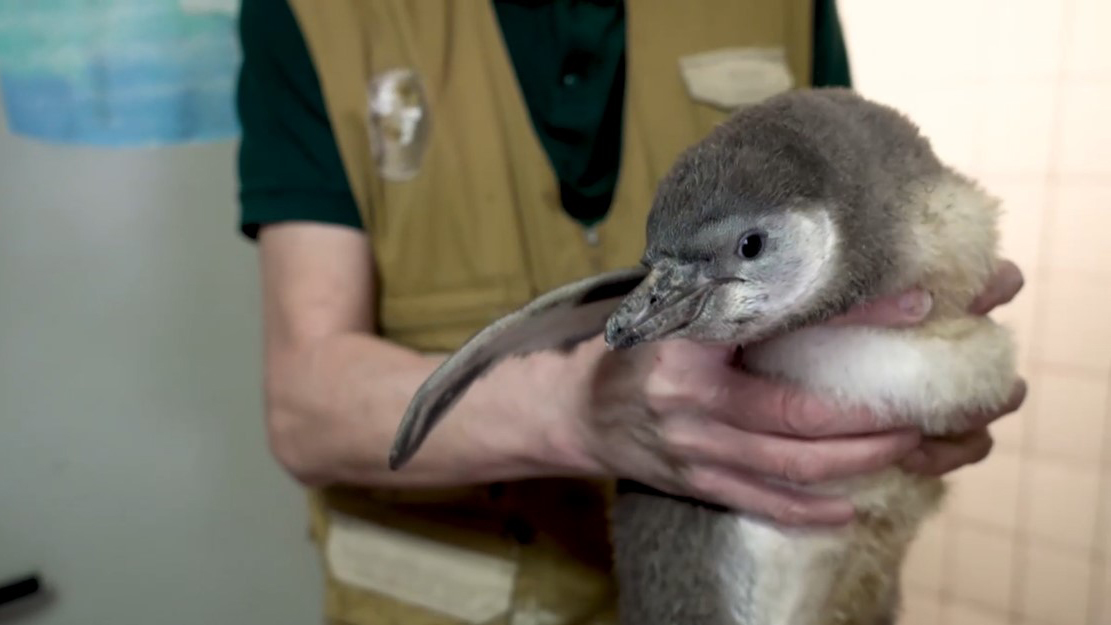 Коллекция Московского зоопарка пополнилась пингвинятами Гумбольдта