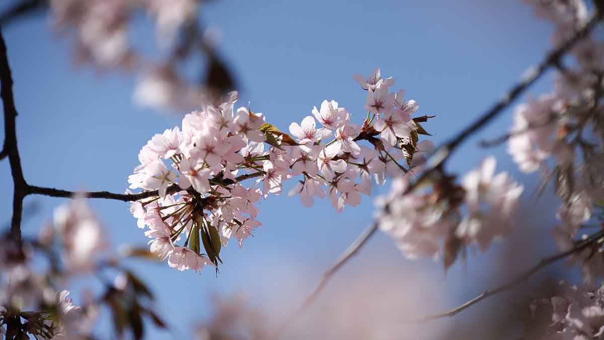 В Ялте проходит фестиваль сакуры