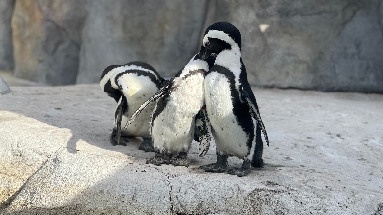 Московский зоопарк объяснил, как проводится диспансеризация пингвинов