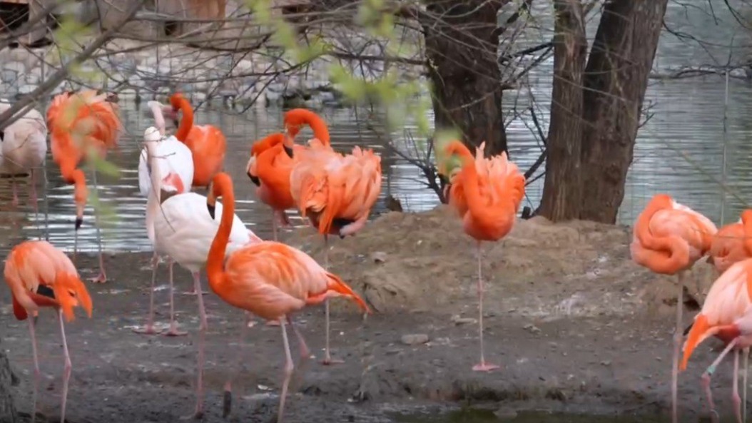 Фламинго в Московском зоопарке переехали в летний вольер