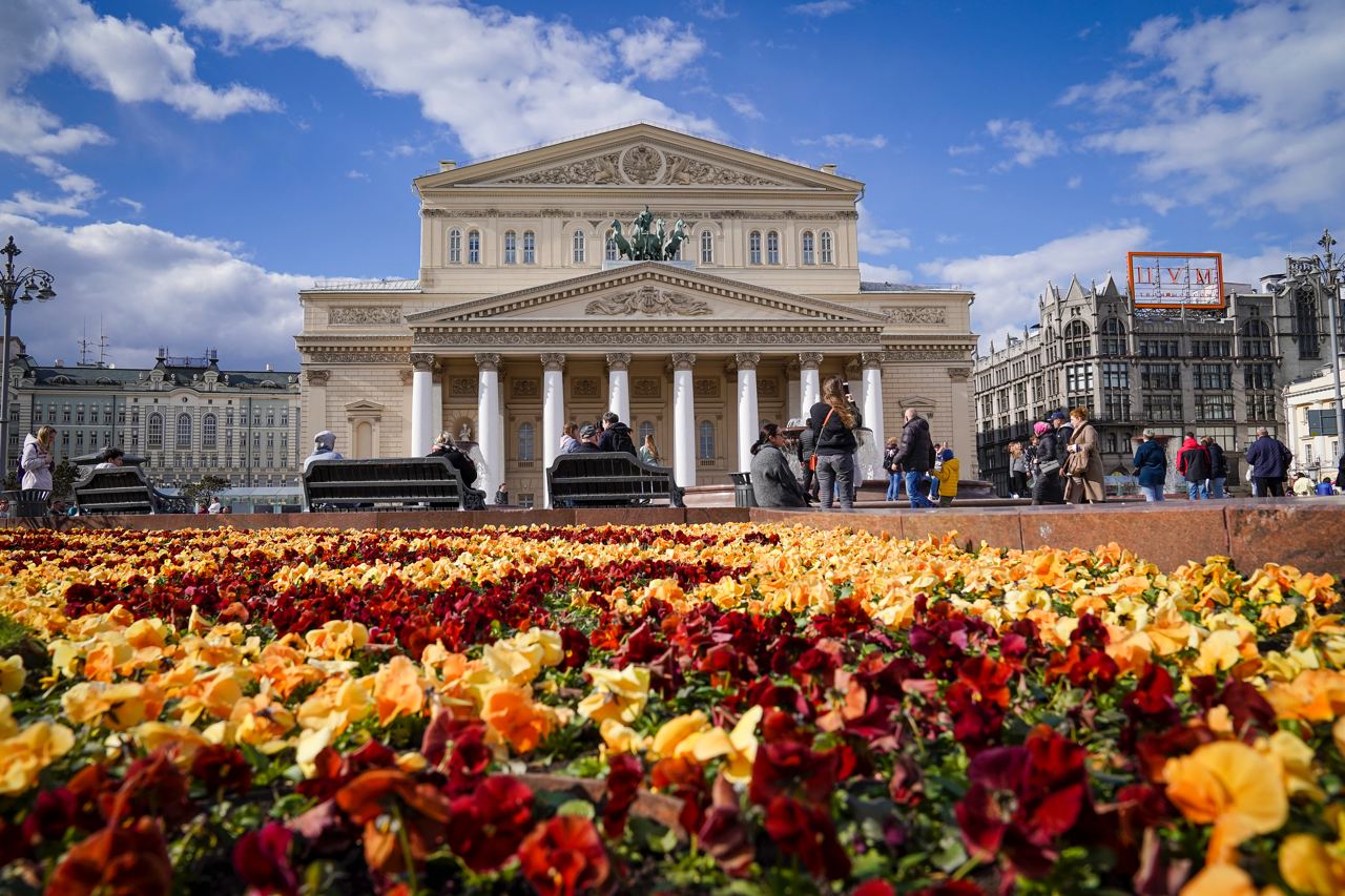 Городские службы высадили 4,6 миллиона саженцев виолы в Москве