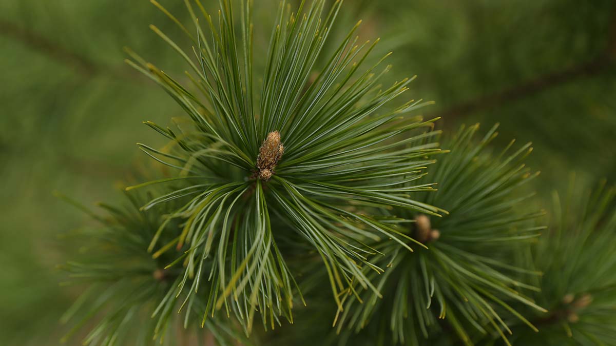 Россиянам ограничат сбор еще одного ценного продукта