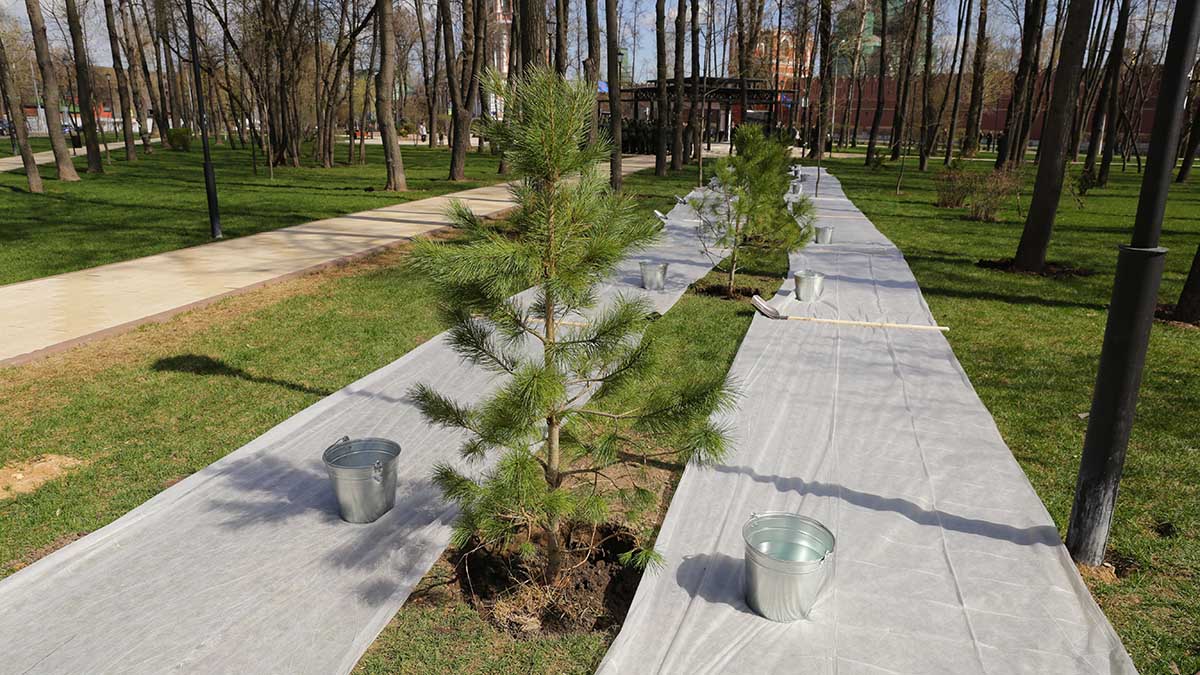 В Москве высадили памятную кедровую аллею в честь погибших военкоров