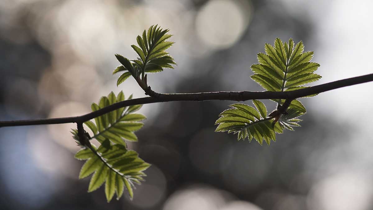 Синоптик Тишковец: Среда в Москве вошла в тройку самых теплых 15 марта этого века