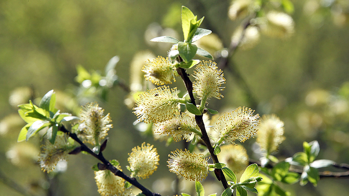 Вильфанд заявил, что погода в Москве начала развиваться по «весеннему сценарию»
