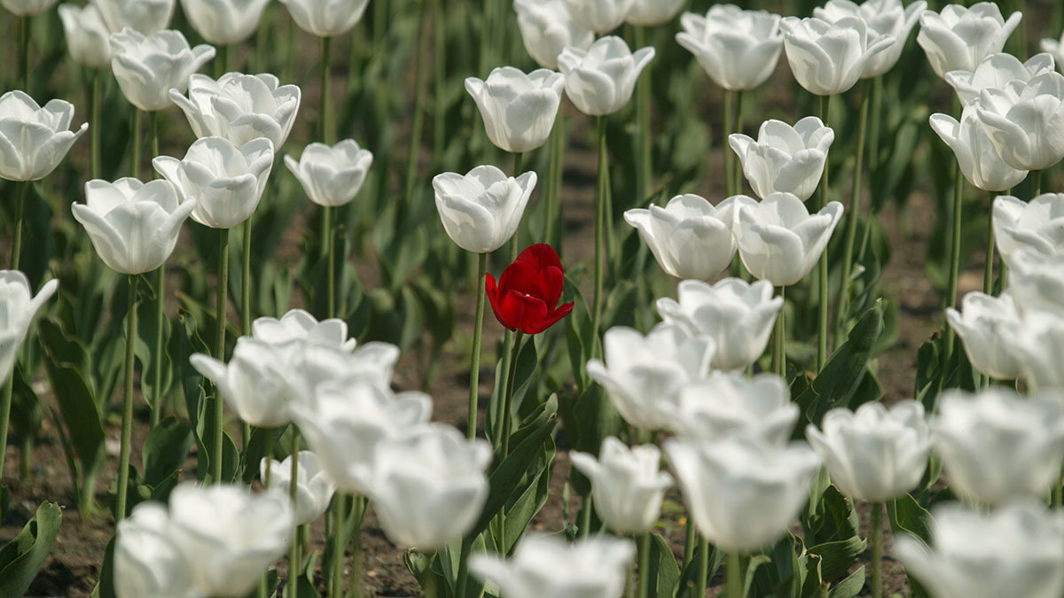 Свыше 200 тысяч цветов распустятся к 9 мая в Кремле и Александровском саду