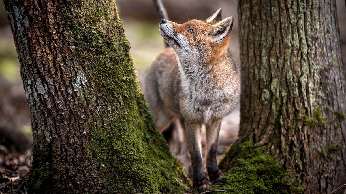 Неизвестный расстрелял лисят на юго-западе Москвы