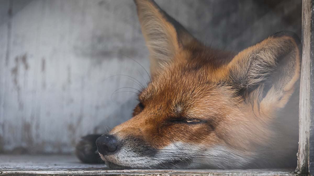 Лису заметили на крыше теннисного клуба на юге Москвы