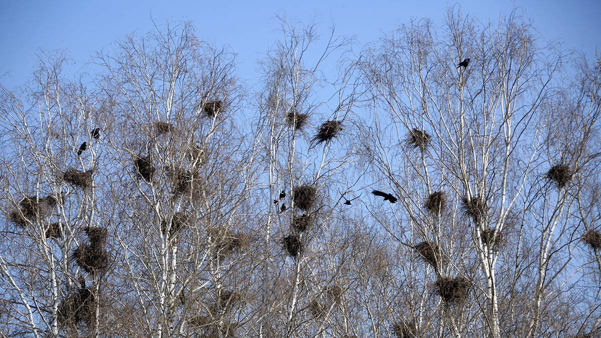 Народные приметы на 25 марта