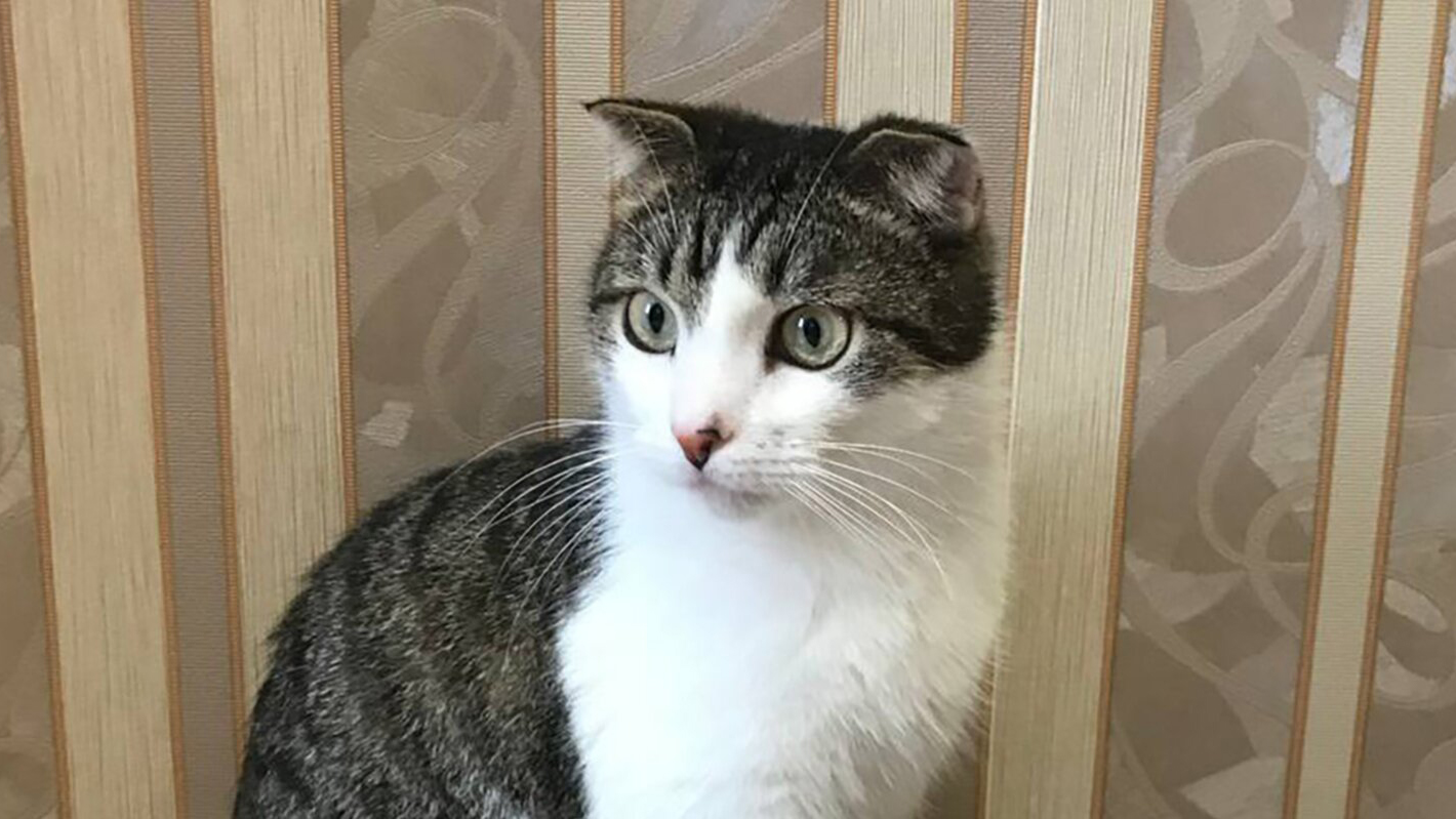 Москвичам рассказали о животных, нашедших хозяев на фестивале «Пасхальный дар»