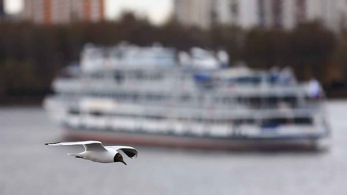 Несколько круизных компаний приостановили продажи туров россиянам