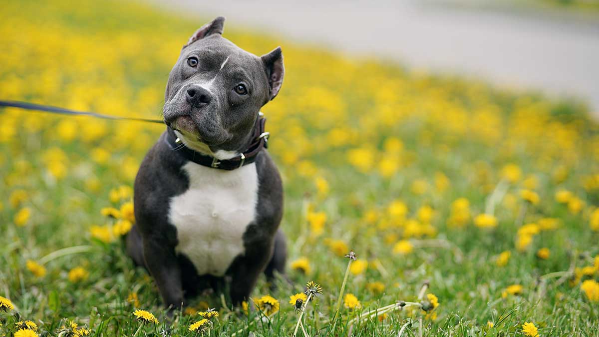Пилот исключил вероятность смерти собаки на борту самолета из-за переохлаждения