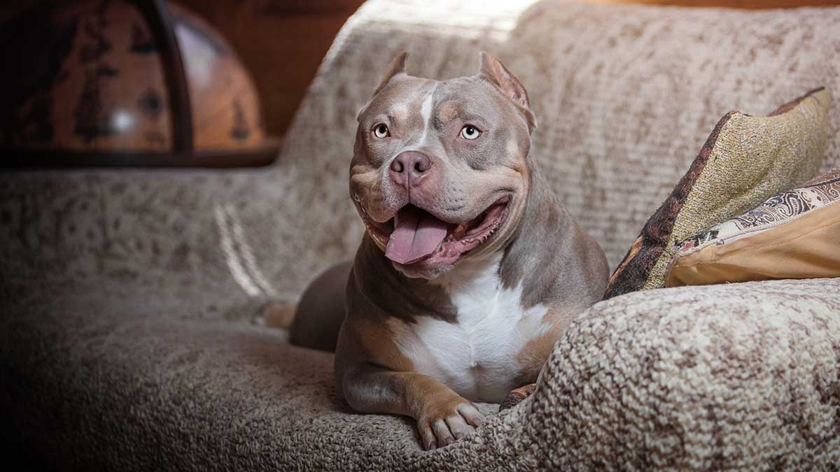 Депутат потребовал провести проверку после гибели собаки в самолете «Аэрофлота»