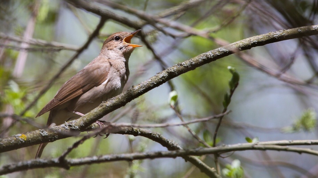 Экологическая акция по учету соловьев пройдет в Москве