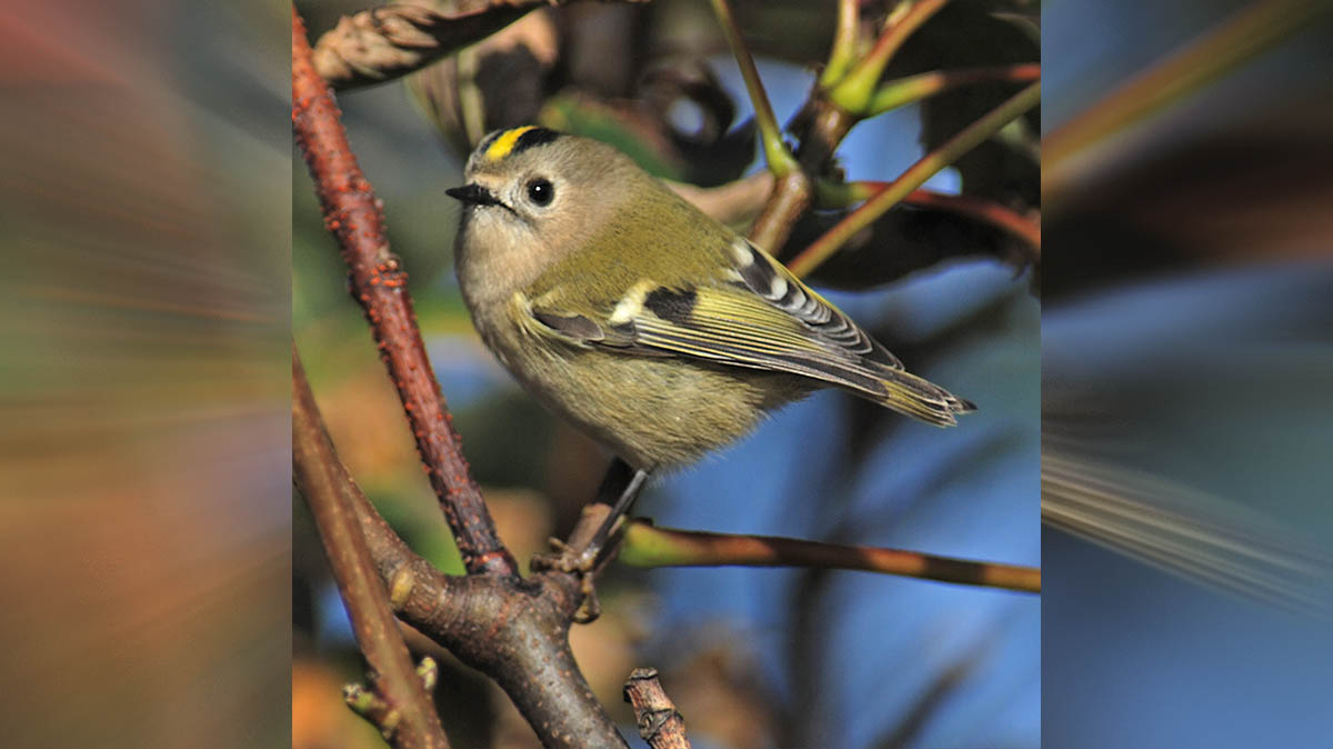 Желтоголового королька заметили в столичном парке «Покровское-Стрешнево»