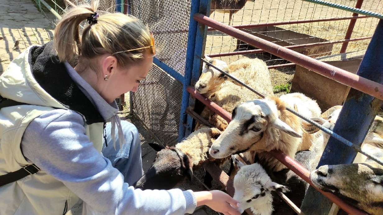 Посетительница донбасского зоопарка Людмила Мамрюкова кормит овечек, которые там живут