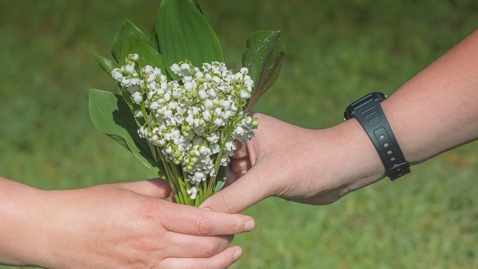 Протянул мне робко ты запрещенные цветы: законна ли торговля ландышами на улицах столицы