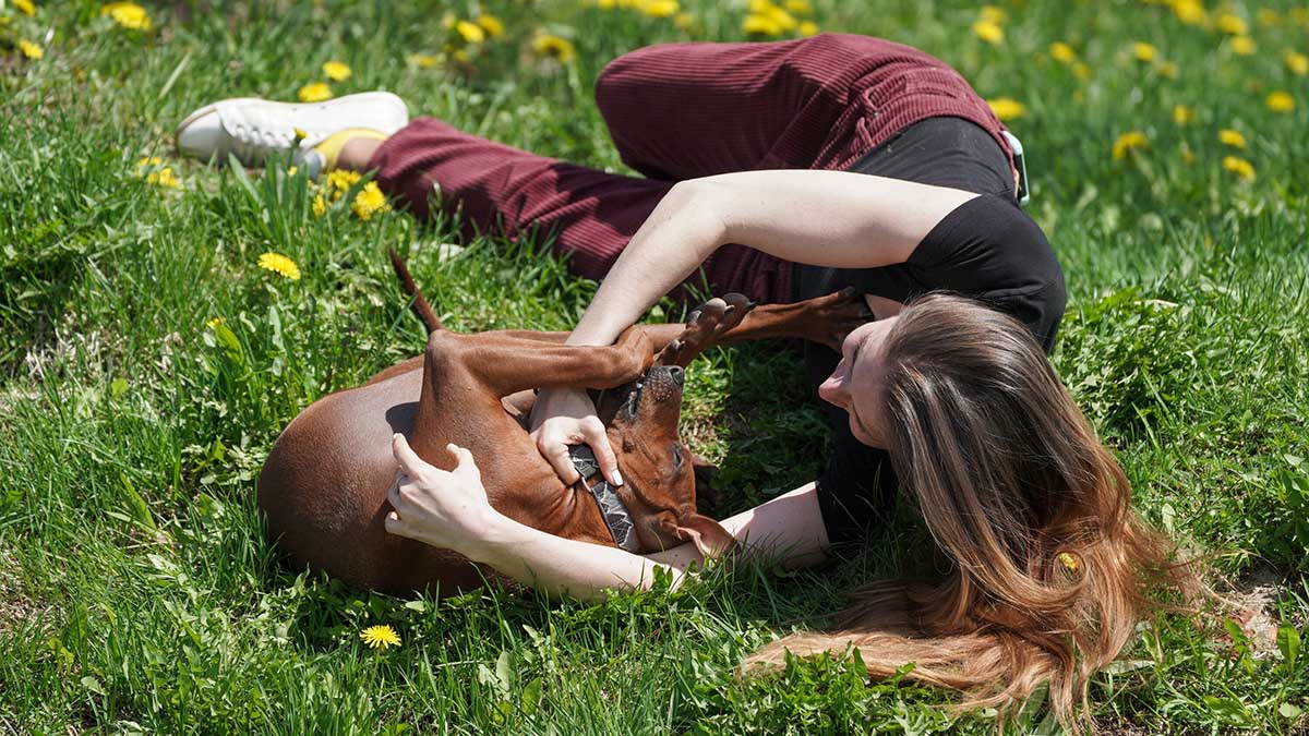 Кинолог рассказал, как обезопасить собаку от клещей