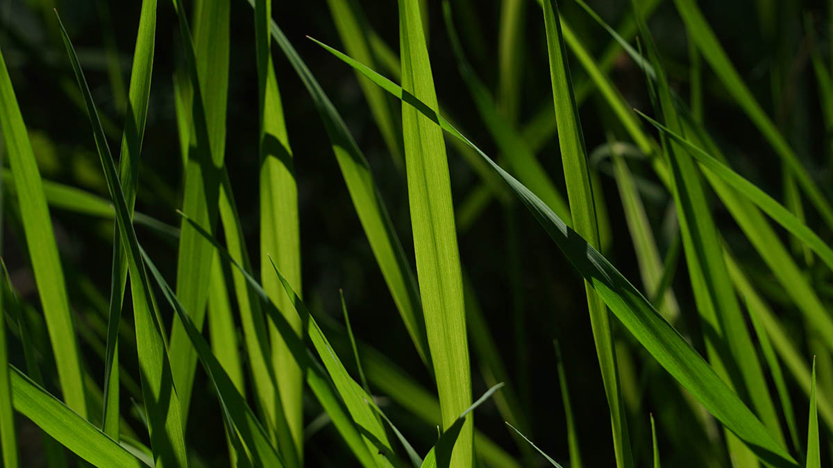 Как спасти газон после зимы