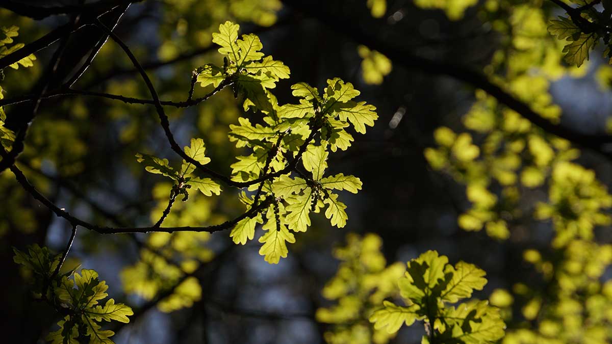 Чего нельзя и что можно делать 20 июля