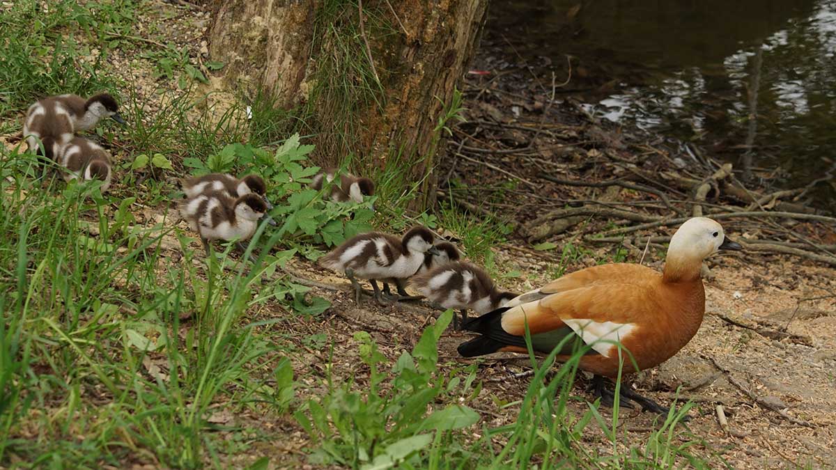 Подмосковные специалисты спасли пятерых утят, упавших в канализацию в Дубне