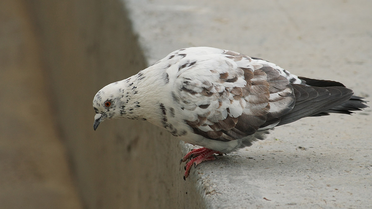 Власти Сингапура будут умерщвлять голубей газом для сокращения популяции