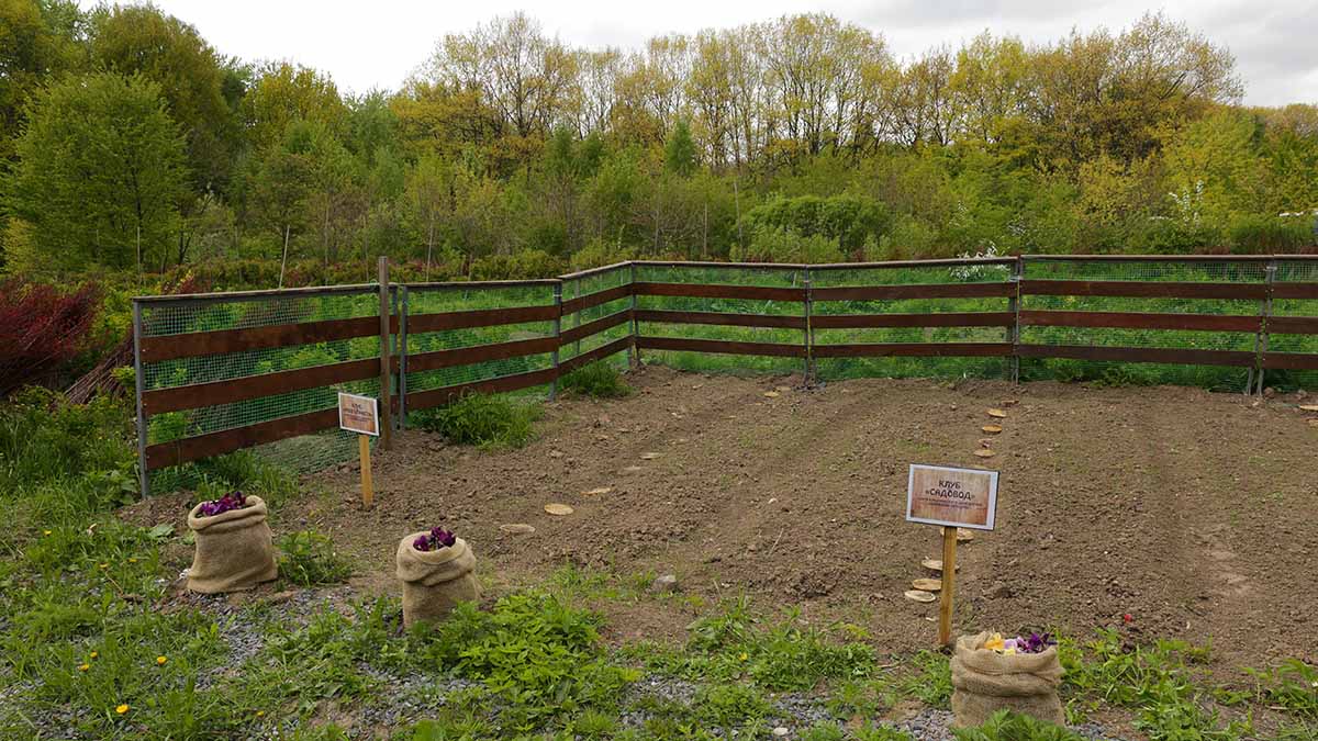 Эксперты Роскачества рассказали, как дачникам легально продать урожай со своего огорода