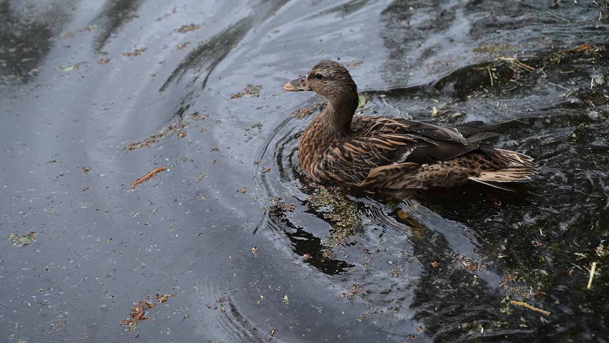 Летняя утиная перепись началась на природных территориях столицы