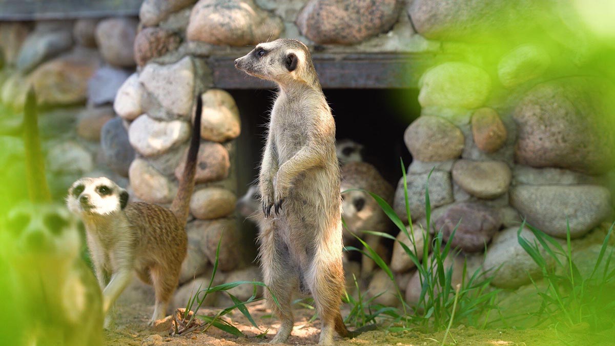Сурикаты вернулись в уличный вольер в Московском зоопарке