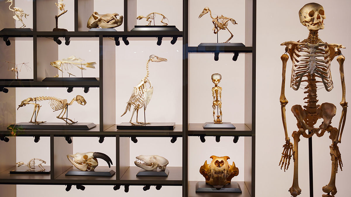 «Мосбилет» приглашает на лекции и экскурсии в Биологический музей