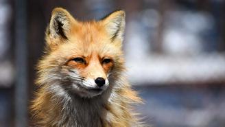 Что делать, если встретил лису