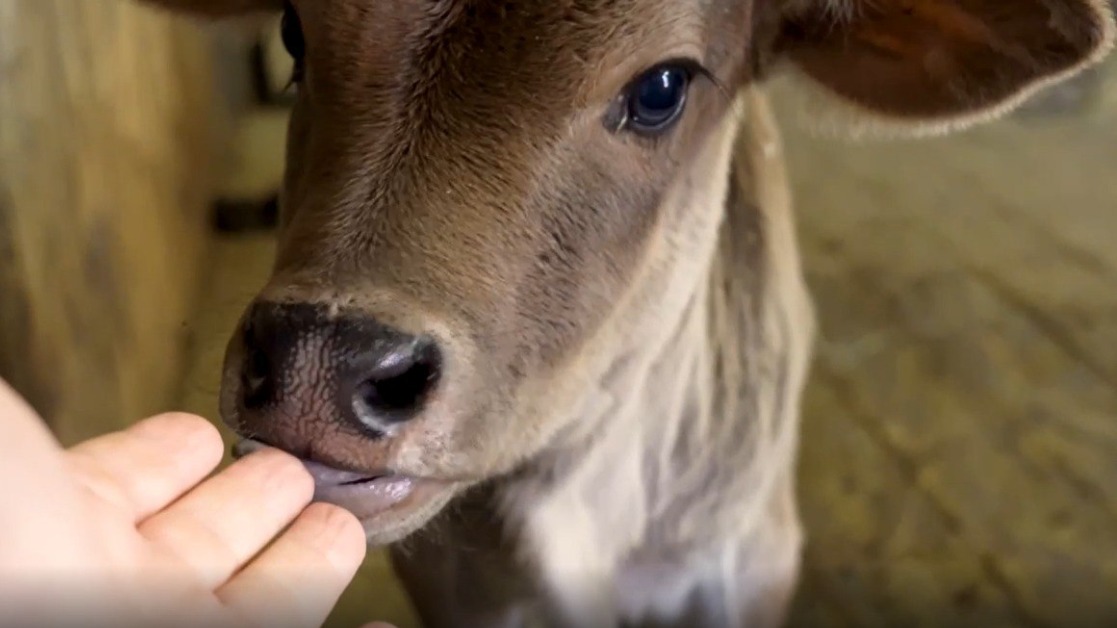 Теленок зебувидной коровы родился в Московском зоопарке 