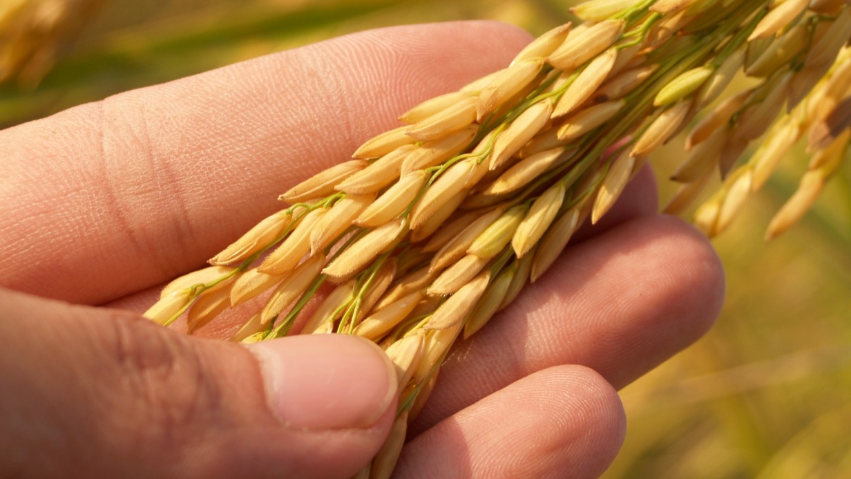 ЕС призвал страны не покупать у России вывезенное с Украины зерно