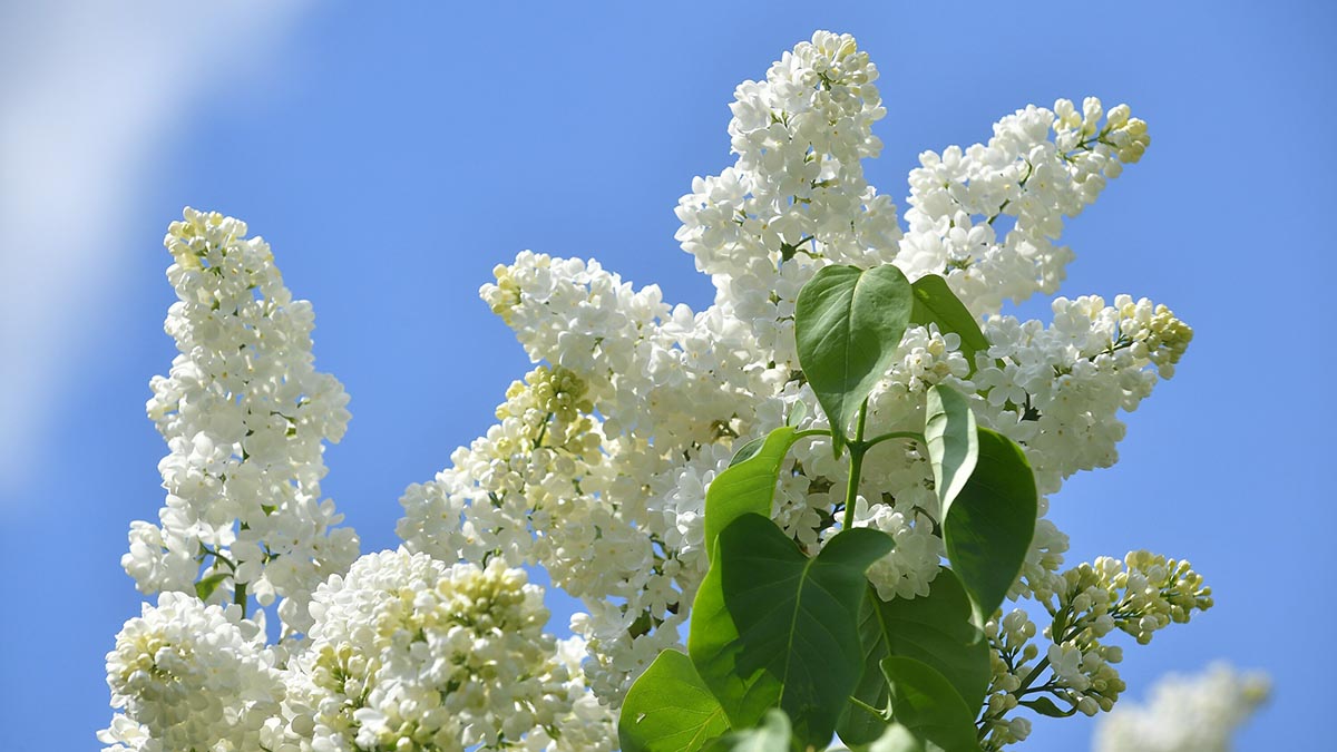 На ВДНХ впервые представлена коллекция из 32 сортов сирени