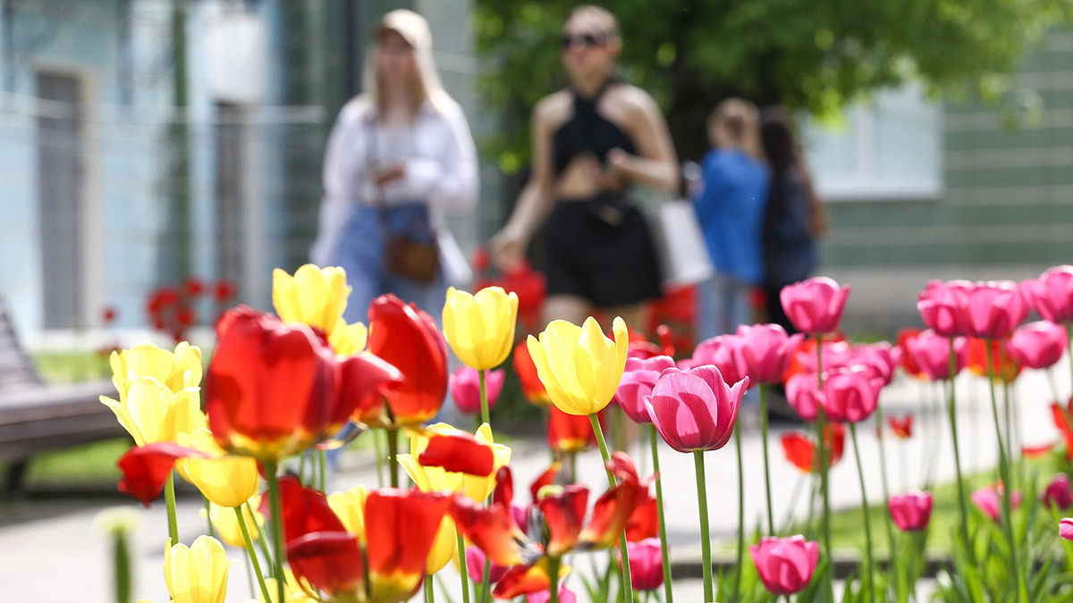 Более 35 миллионов однолетников высадят в Москве летом