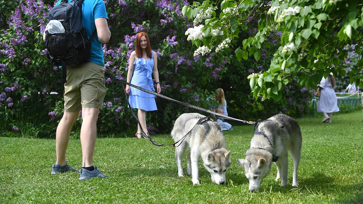 Москвичи добавили на mos.ru информацию почти о 290 тысячах питомцев