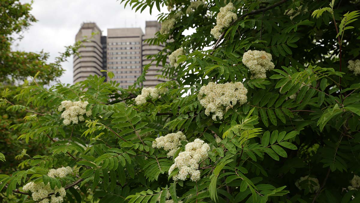 Садовник назвал основные причины гибели растений