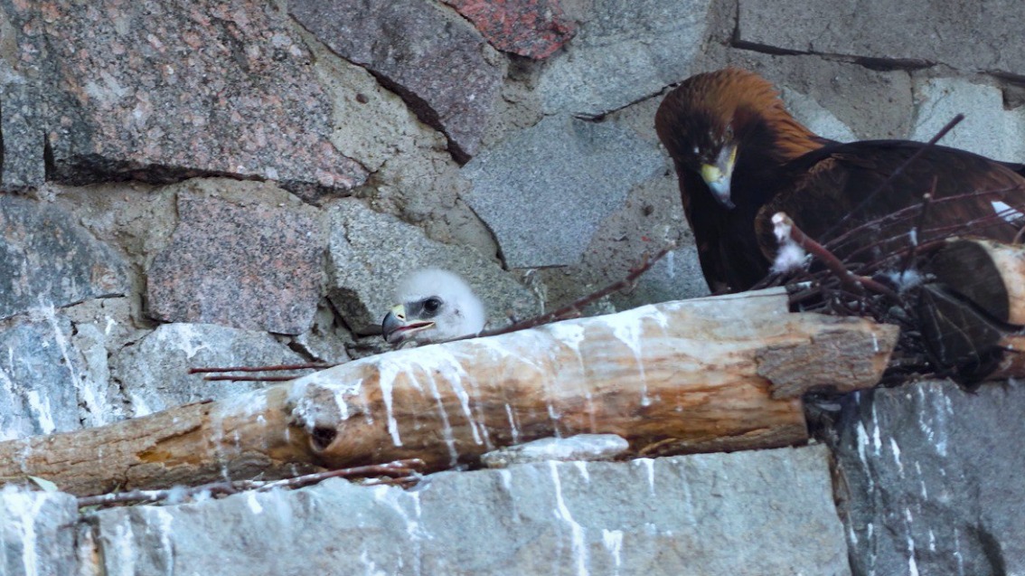 В Московском зоопарке родился птенец беркутов