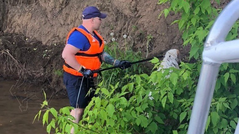 Спасатели вытащили упавшую в воду собаку на юго-востоке Москвы