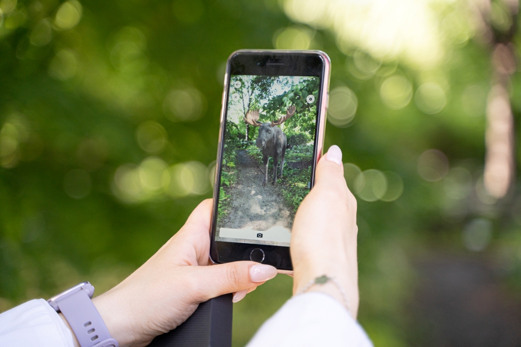 Необычные экскурсии в «Аптекарском огороде»: цветочные коты в формате диджитал 