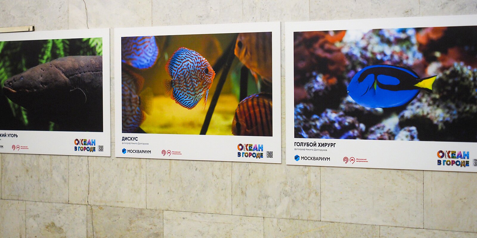 Фотовыставка «Океан в городе» открылась в столичном метро