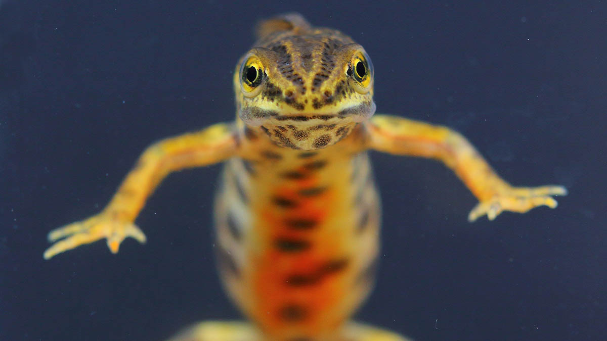 Краснокнижного тритона обнаружили в заказниках «Алтуфьевский» и «Долина реки Сходня»