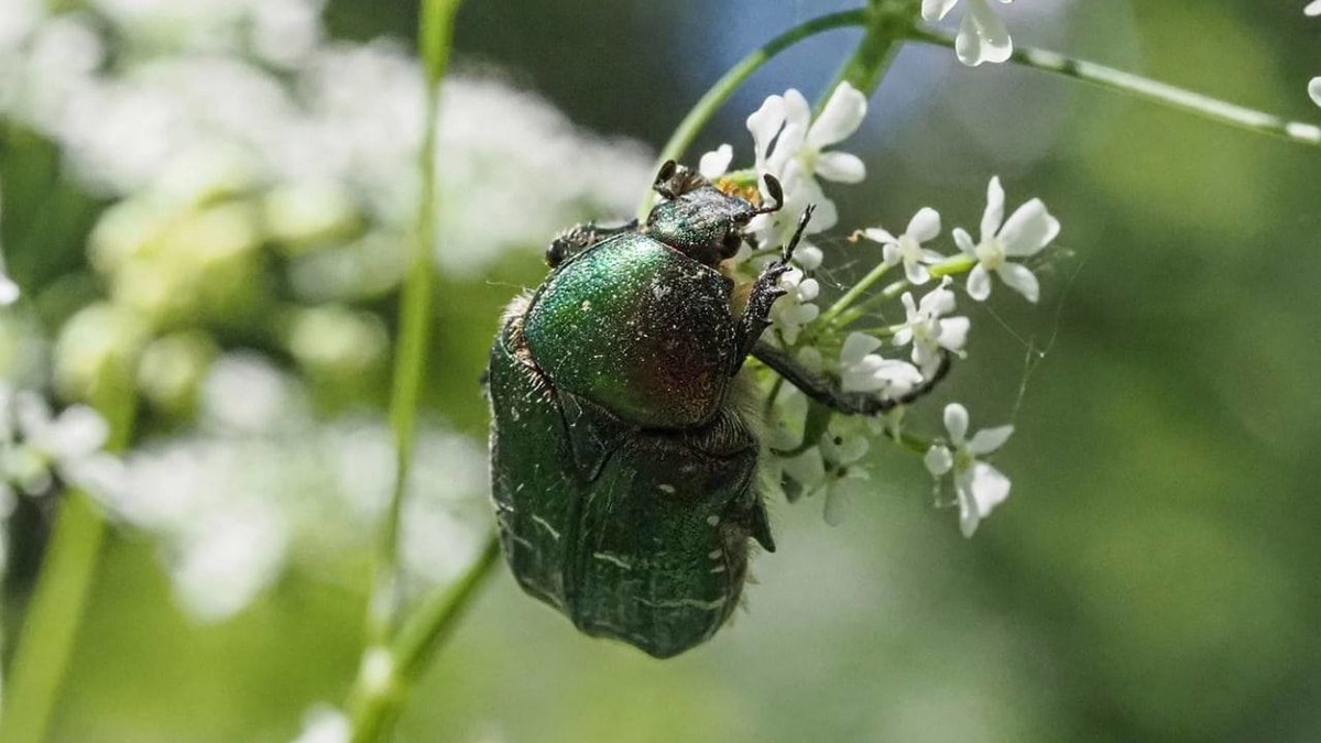 Краснокнижных бронзовок обнаружили на природных территориях Москвы