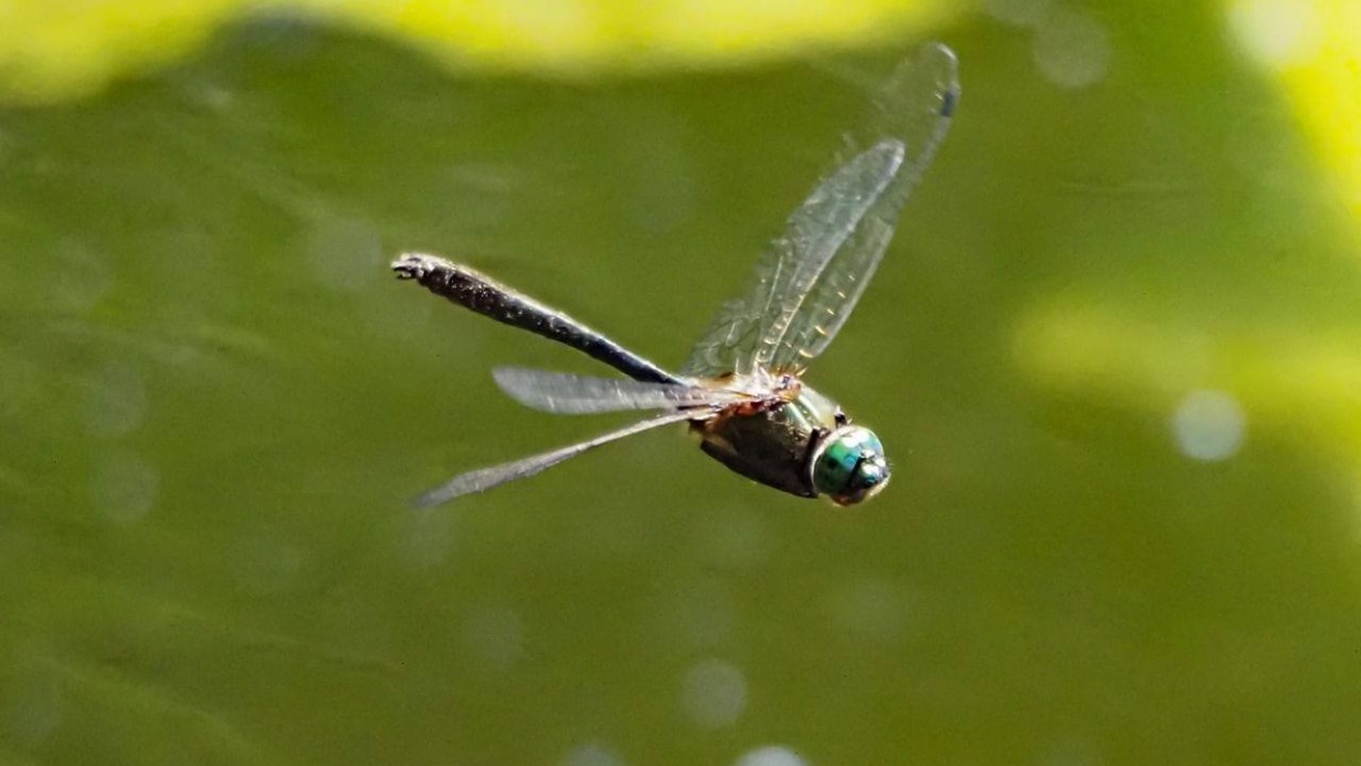 Первые стрекозы появились на природных территориях Москвы